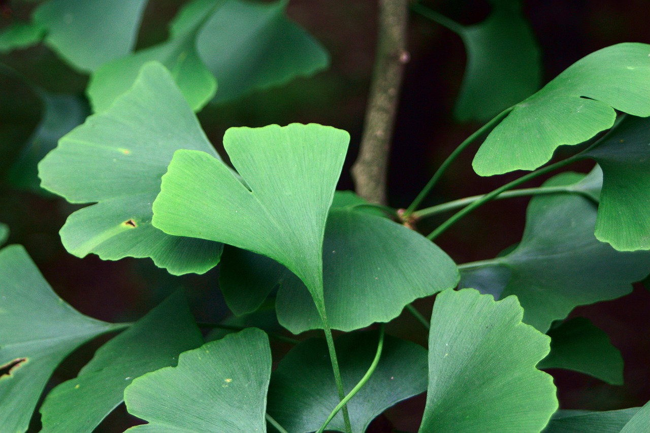 ginkgo, ginko, biloba, grün, hintergrund, blatt, natur, botanik