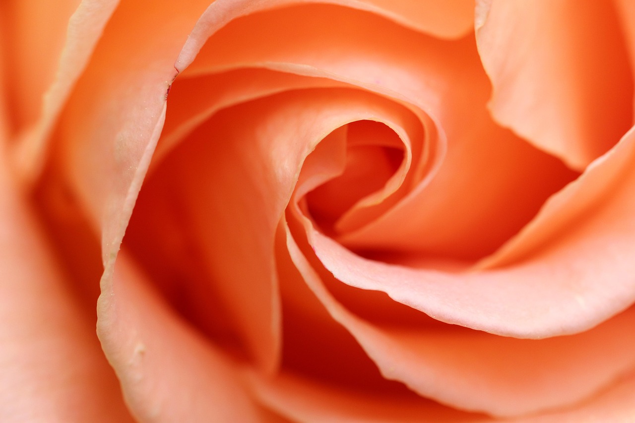 trandafir, floare, petală, romantic, dragoste, flori frumoase, natură, flori fundal, trandafir, floral, plantă, gradina, tapet cu flori, proaspete, înflorire, primăvară, colorat