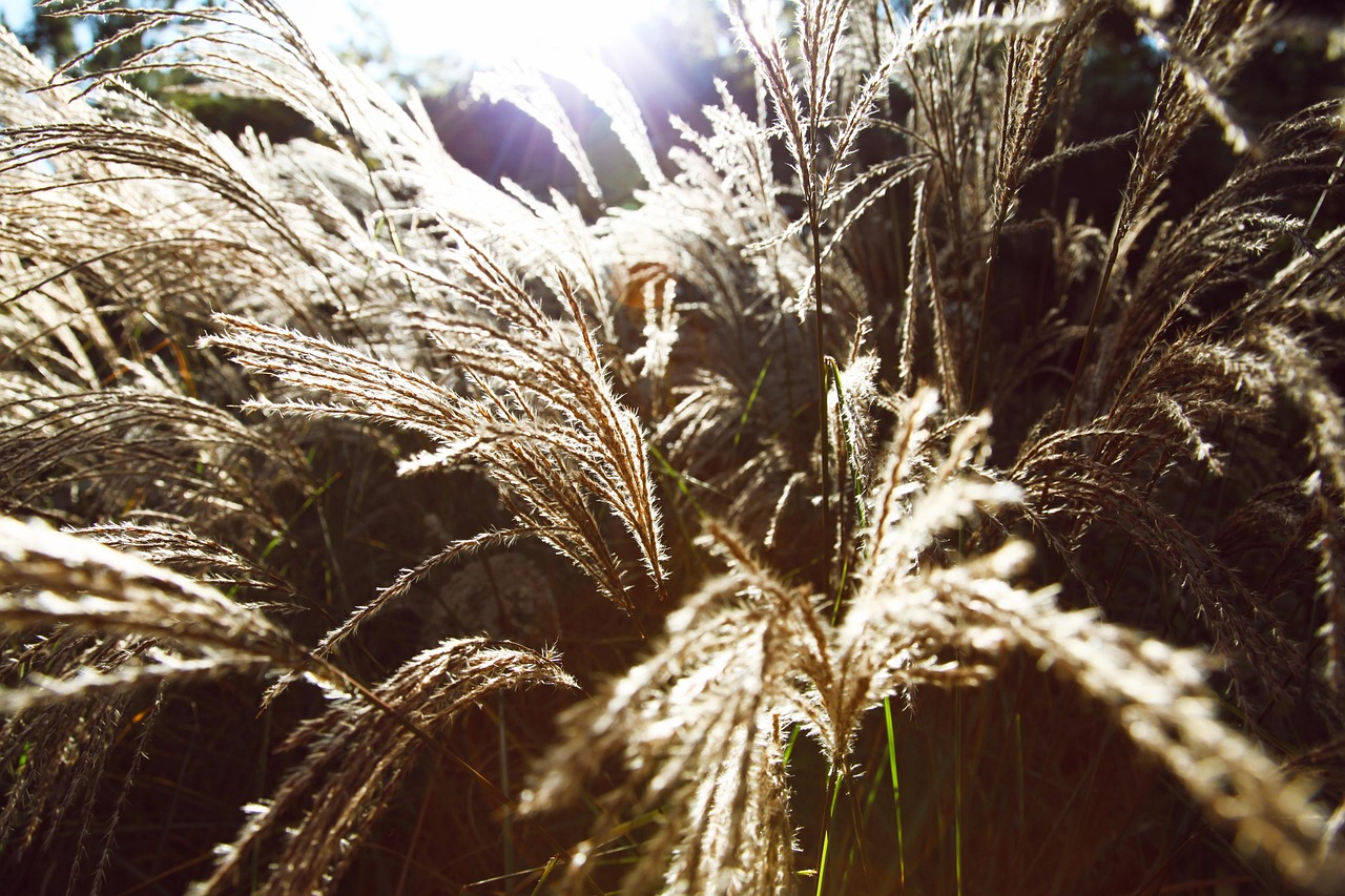 grass, grasses, summer, meadow, environment, sun, sunset, light, outdoors, peace, agriculture, calm, sunshine, nature, macro, closeup, close-up, close up, natur, graß, brown closed