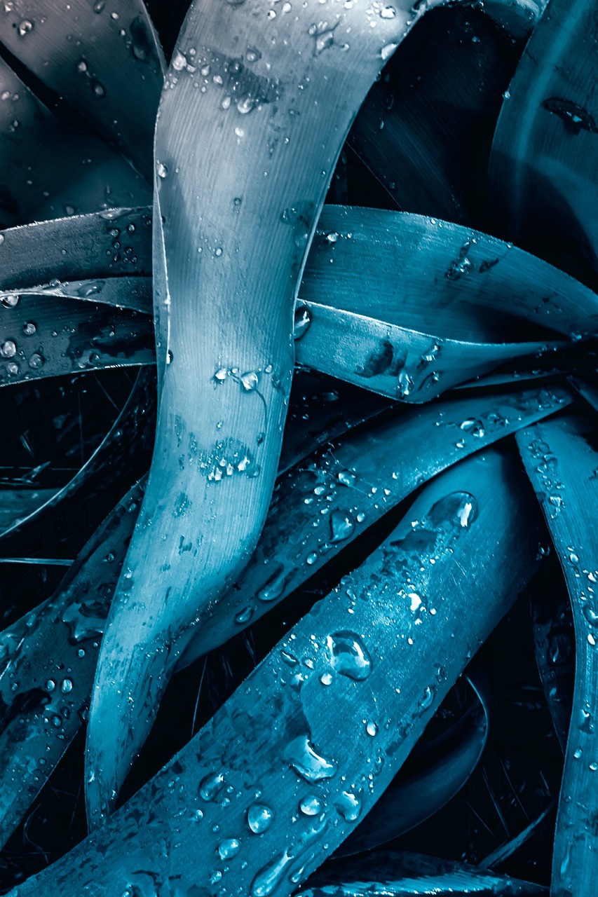 drop, plant, nature, dew, garden, green, the water, rain, leaf, butterfly, sheets, summer, drops, blue, petals