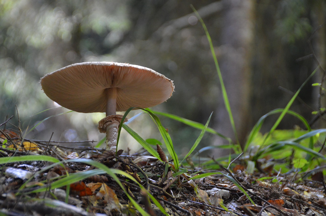 mushroom, nature, autumn, forest, agaric, damp