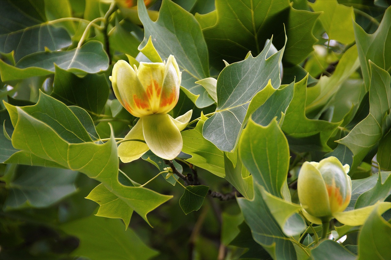 liriodendron, der tulpenbaum tulipánokvětý, tulpe, baum, botanik, gardens, natur, blühen, blühend, feder, tulipifera