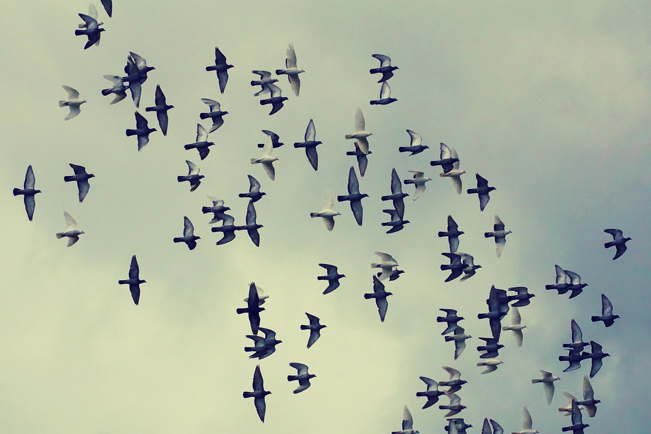 duvor, flock av fåglar, flygande, fåglar, moln, flock duvor, himmel, humör, silhuett, djur, fjädrar, fladdra, natur