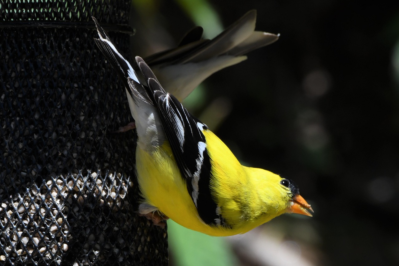 goldzeisig, fink, natur, vogel, singvogel