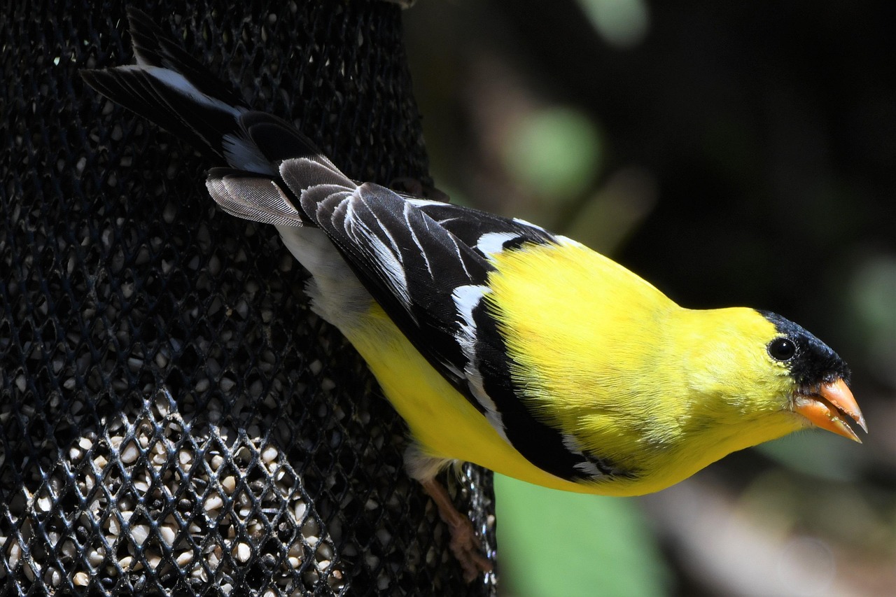 goldzeisig, fink, natur, vogel, singvogel