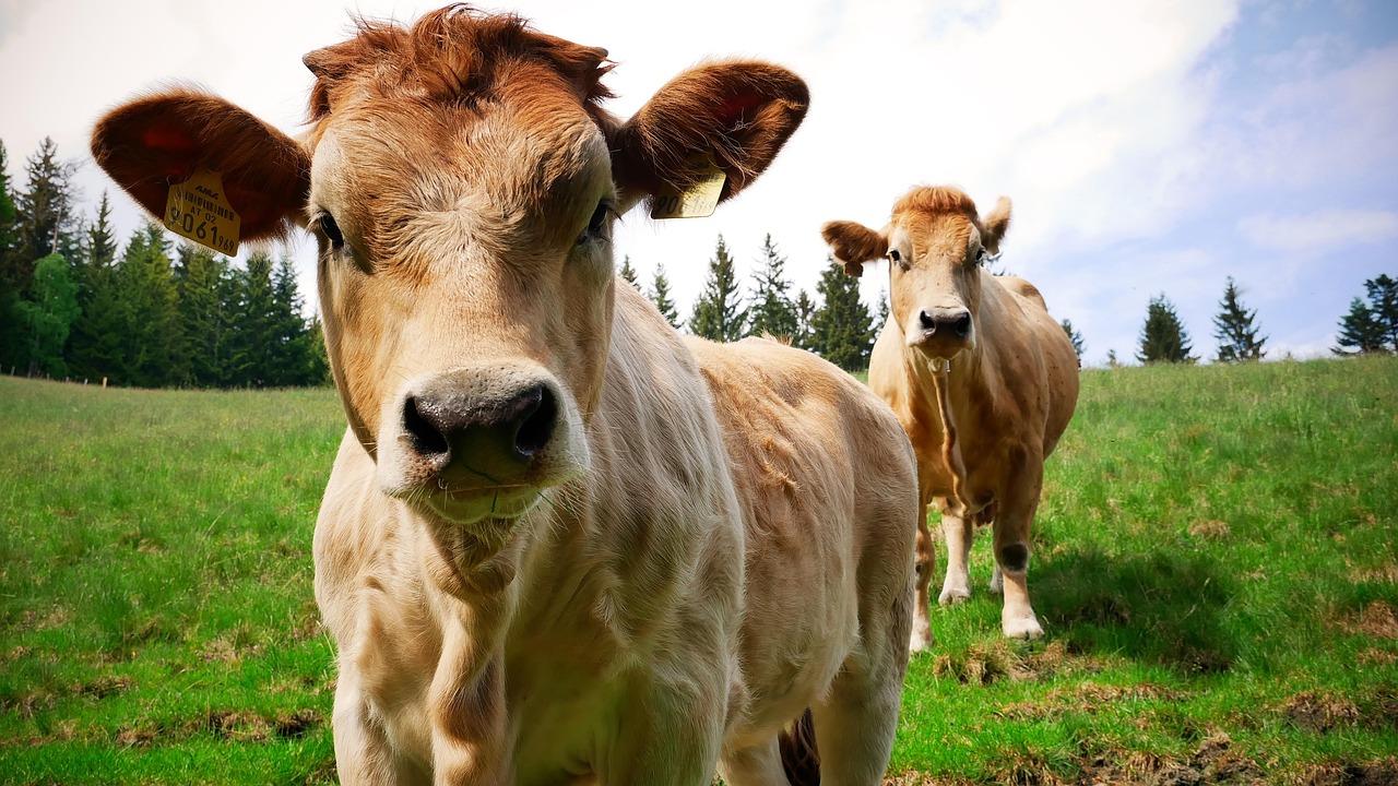 murbodner, vită, vacă, vițel, bovin, vaci, animal, păşune, agricultură, natură, animal de ferma, rumegătoare, curtea fermei, iarbă, pui, rural, paşte, murbodener, stiria, alm, mama vaca, lactate vițel, pentru vacile de creștere, alpin lunca, austria
