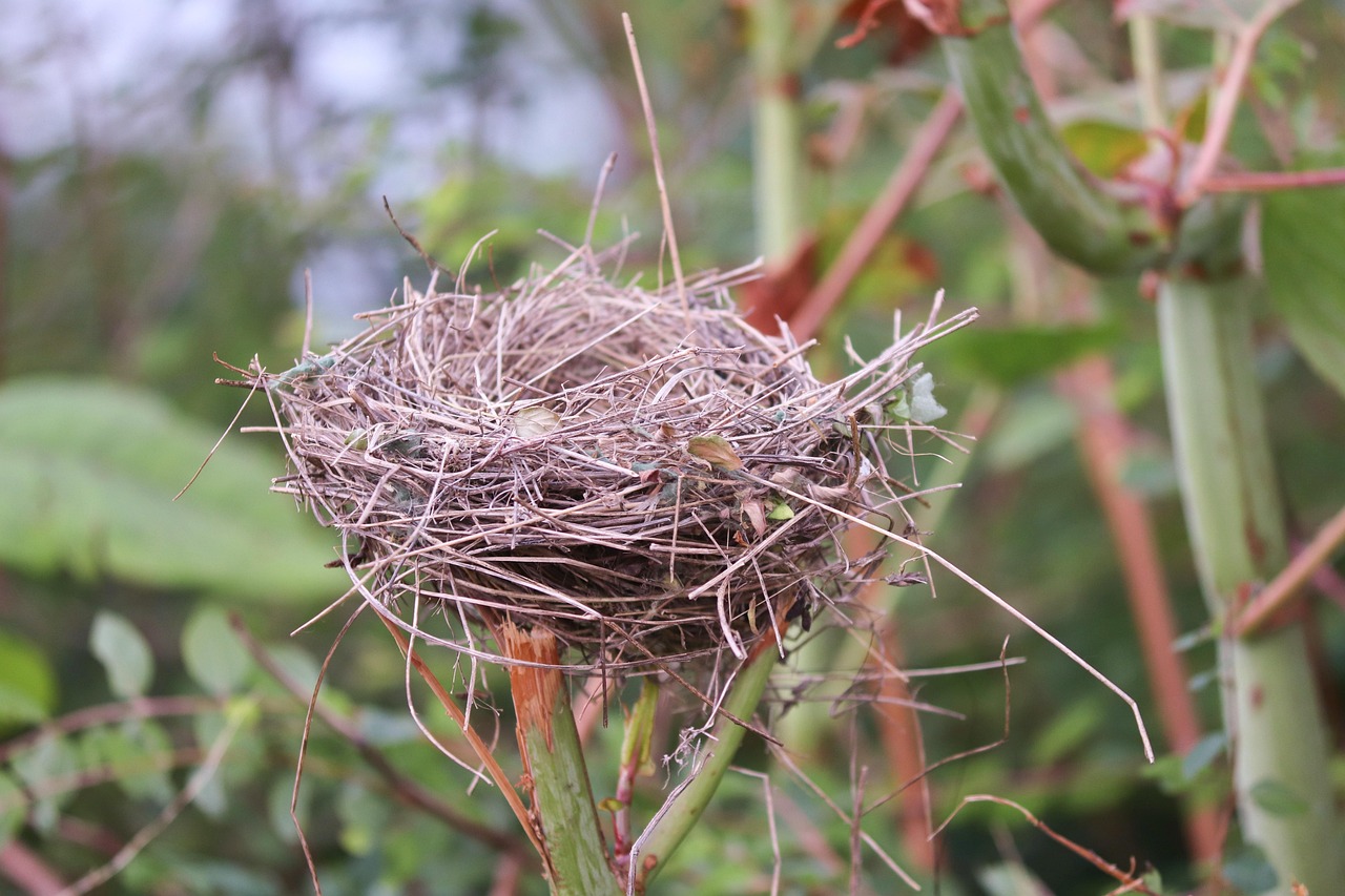 nest, vogelnest, nestbau, zweige, brüten, nachwuchs, tierwelt, vogel, nistplatz, bauen, nahaufnahme, vogelwelt, natur, nest, vogelnest, vogelnest, vogelnest, vogelnest, vogelnest, nestbau, nestbau, nestbau, nestbau