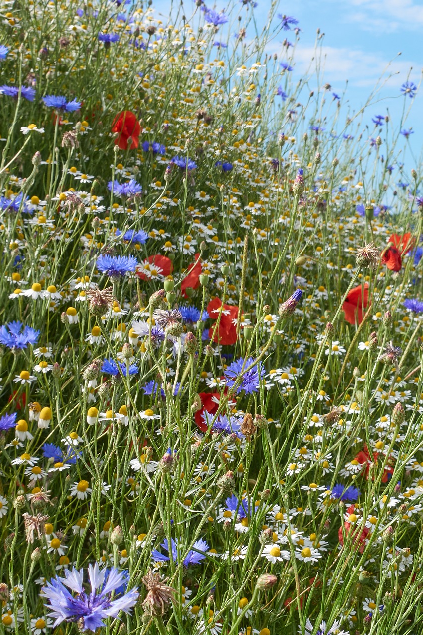 sommerblumen, kornblumen, mohn, sommerblumen, sommerblumen, sommerblumen, sommerblumen, sommerblumen, kornblumen, kornblumen, kornblumen
