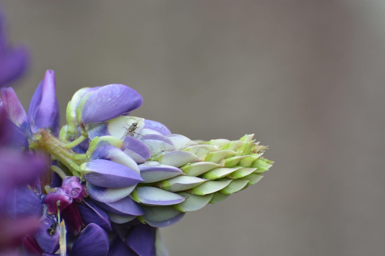 bud, flower tip, blue beauty