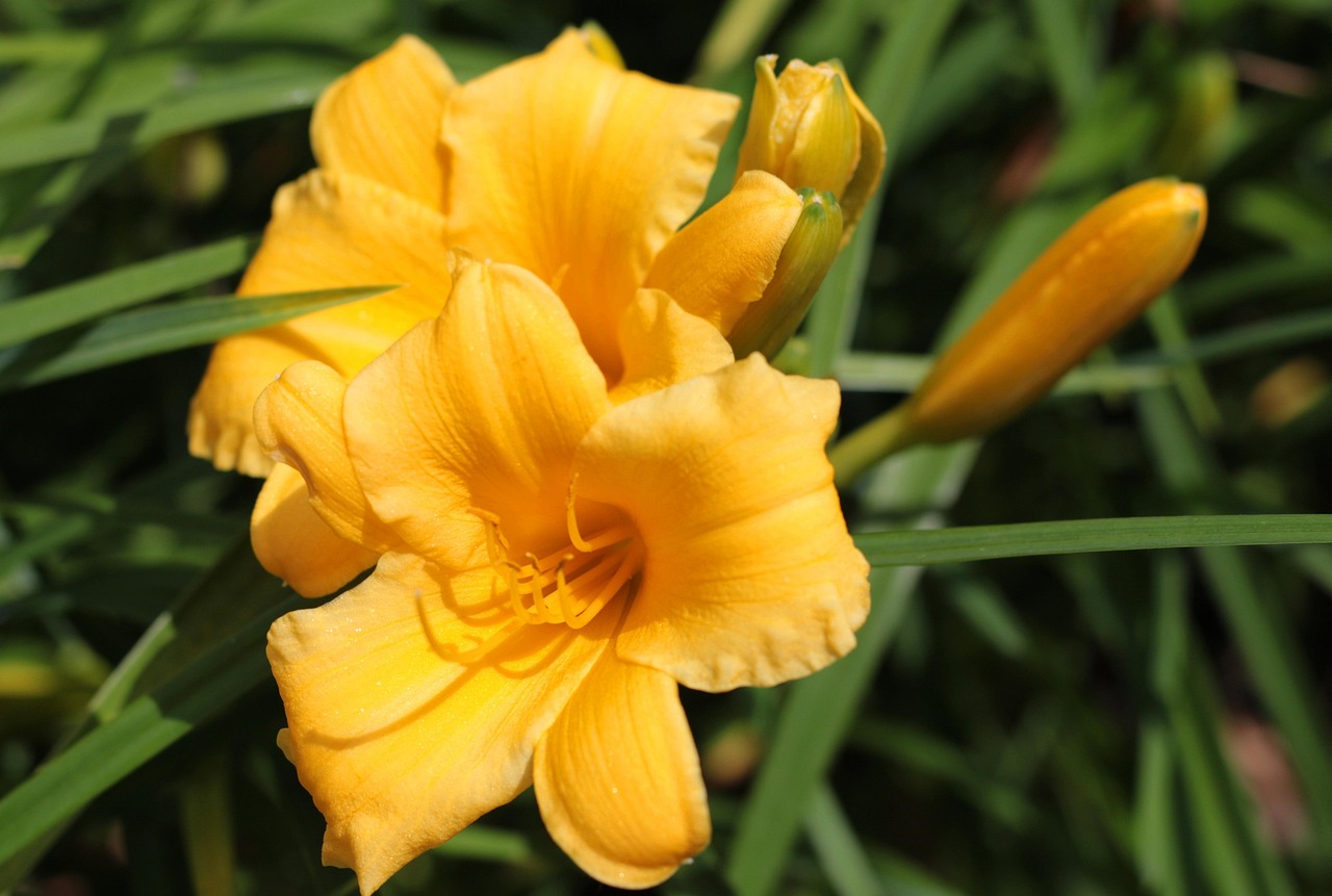 hemerocallis, daylily, yellow, nature, stamens, summer, garden, anther, beauty