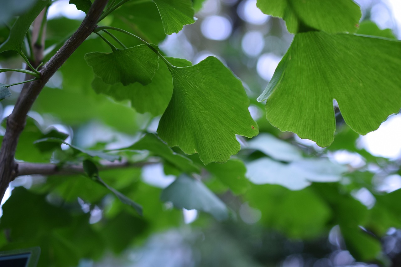 ginko, biloba, jungfrauenhaarbaum, ginkgophyta, traditionell, medizin, pflanze, die gesundheit, natur, ginko, ginko, ginko, ginko, ginko