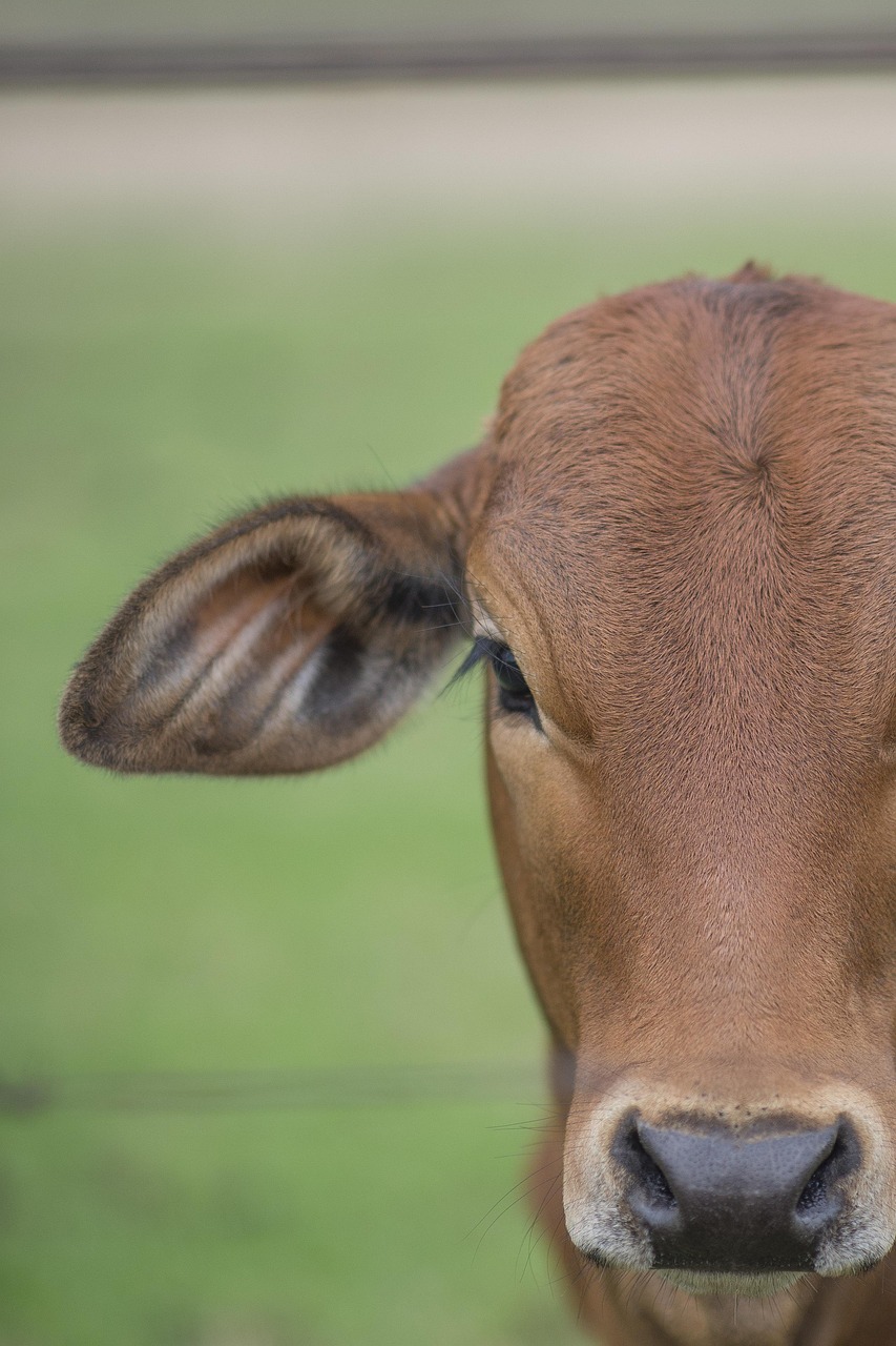 pui de vacă, vițel, animal, fermă, natura, animale, agricultură, mamifer, țară