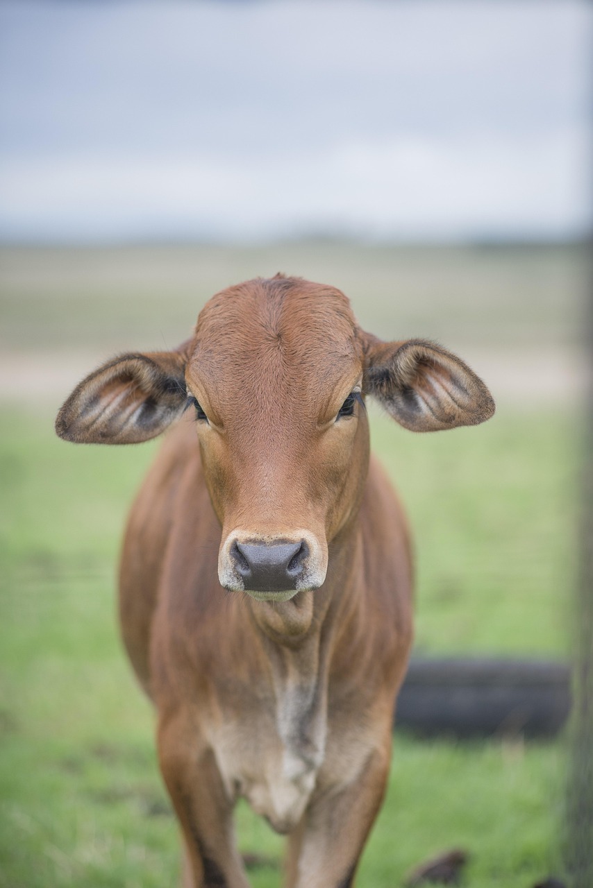 pui de vacă, vițel, natura, animal, fermă, animale, agricultură, mamifer, țară