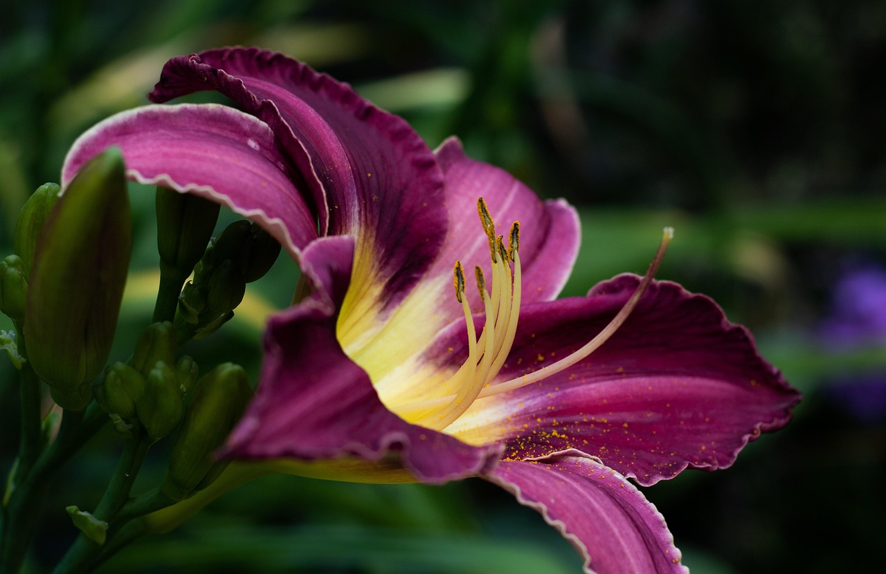 hemerocallis chicago silver, daylily, purple, stamens, pollen, garden, summer, nature, beauty