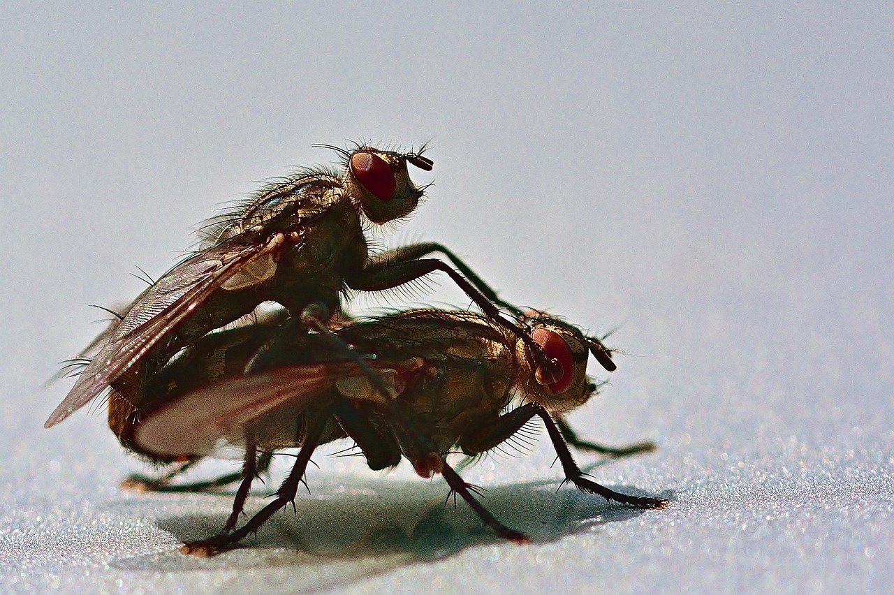 fly mating, car roof, flies, nature, insect, macro, animals