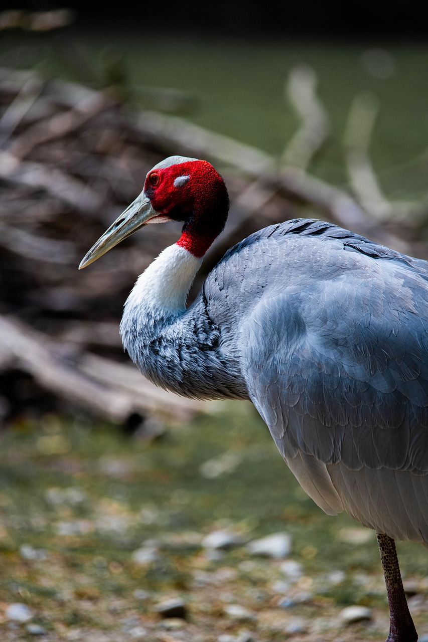 bird, africa, kenya, nature, animal, crane, safari, wildlife, feather, tropical, falcon, botswana, nest, wild, exotic, color, colorful, eyes, culture, elegant, jungle