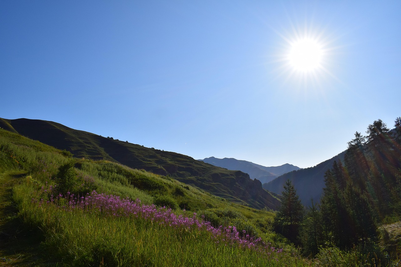 natura, sole, panorama, bei fiori, carta da parati floreale, verde, sentiero, montagna, paesaggio, sfondo fiore, cielo, luce, estate, fiori, erba, paesaggi, albero, prato, libertà