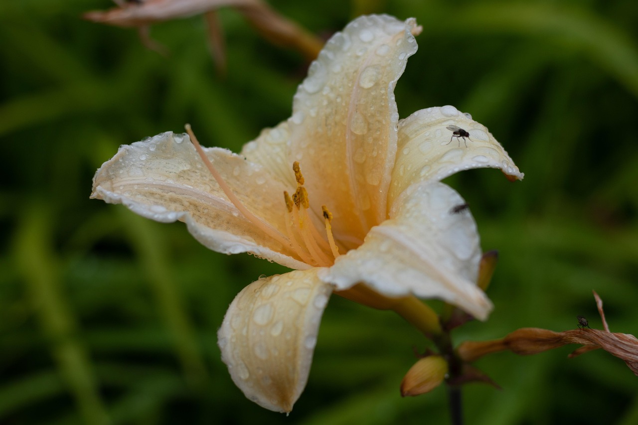 hemerocallis, daylily, summer, nature, stamens, pollen, raindrops, garden, light yellow, floriculture