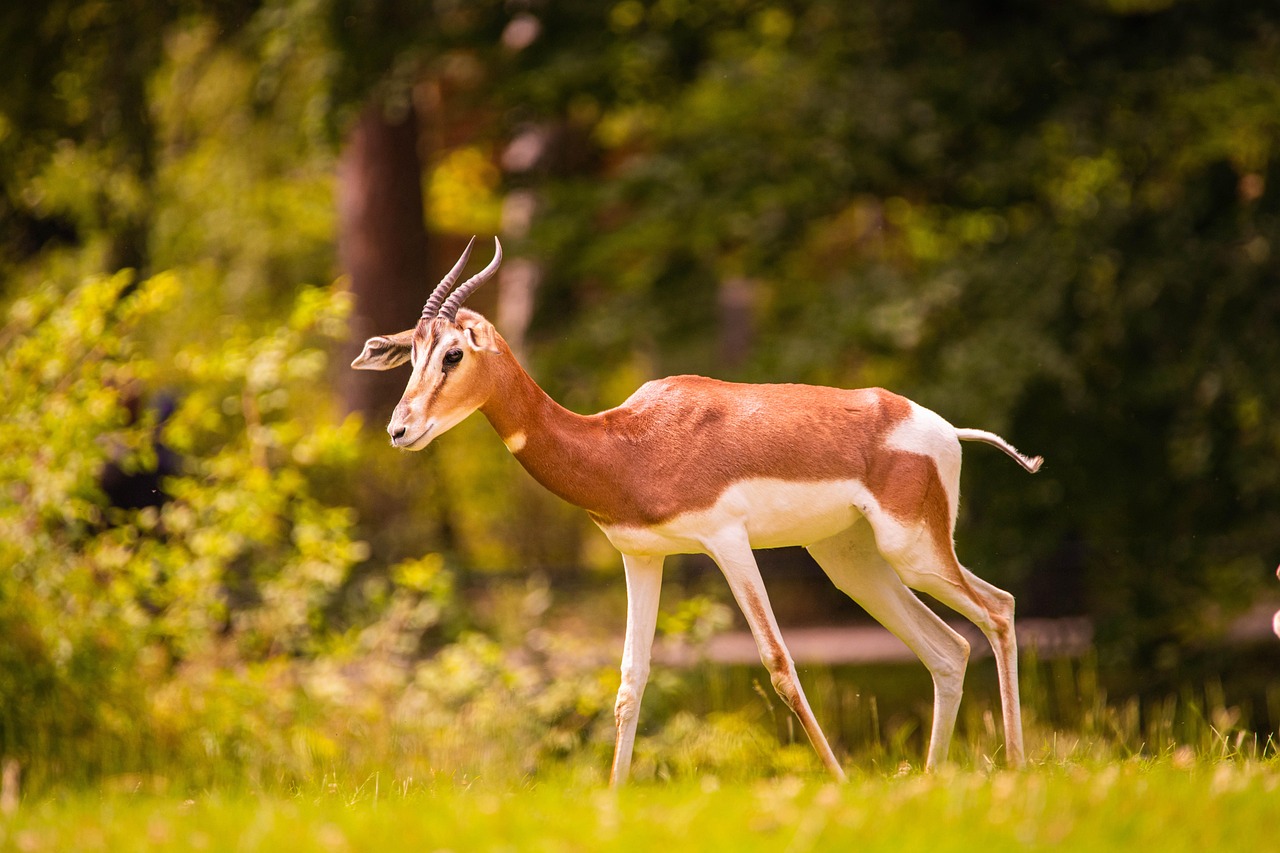 antilope, afrique, région sauvage, safari, désert, sable, sauvage, zimbabwe, savane, faune, nature, animal, troupeau, klaxon, ivoire, exotique, braconnage, en plein air, mammifère, portrait, voyager, prédateur