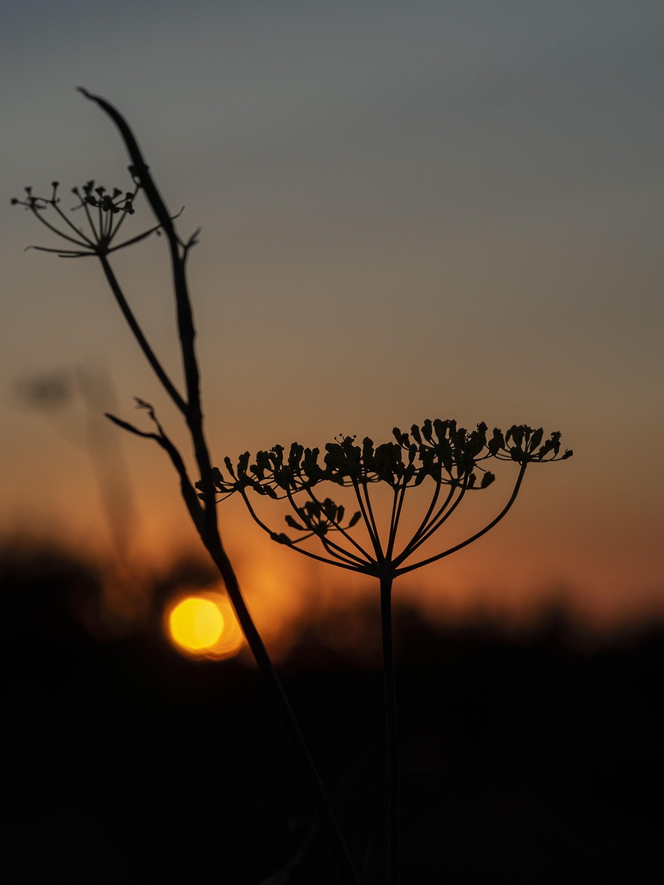 foeniculum vulgare, wild plant, sunset, seeds, nature, summer, darling, romantic, almatret, night, shades, contrast, silhouette, artistic, bokeh