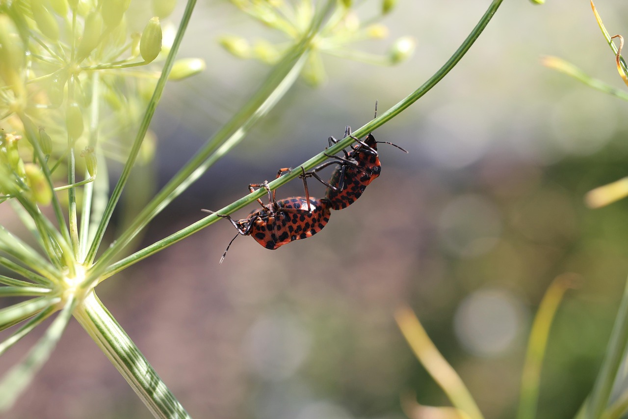 bichos de fuego, emparejamiento, planta, cerrar, el verano, naturaleza, insectos, escarabajo