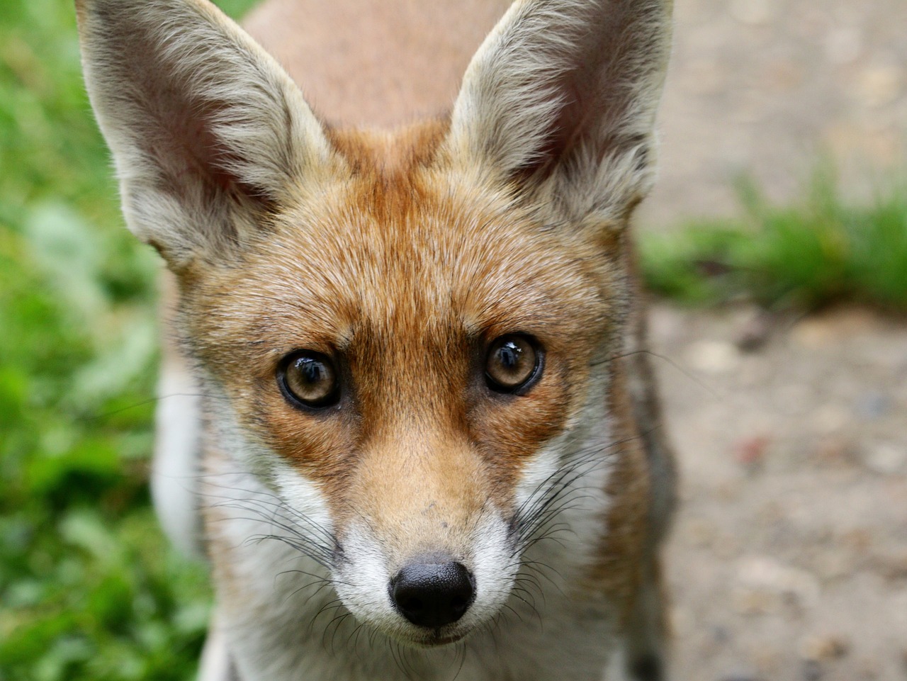 cub, fox, head, animal, nature, cub, fox, fox, fox, fox, fox