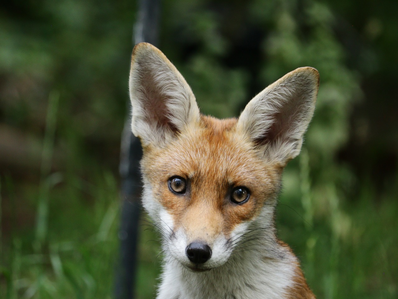 cub, fox, mammal, fur, ears, trees, grass, leaves, wild, animal, nature, fox, fox, fox, fox, fox