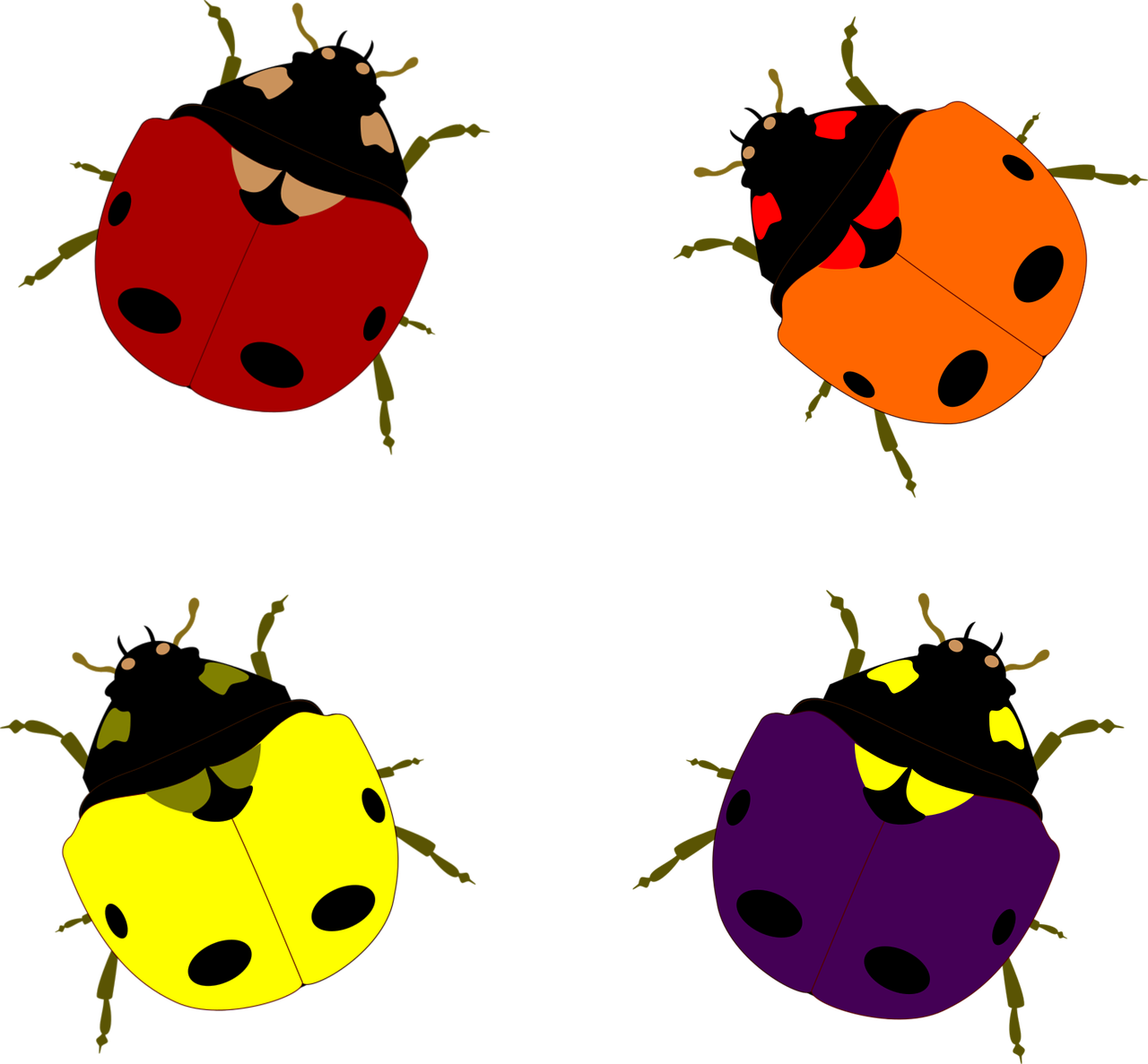 joaninhas, insetos, animais, natureza, besouros