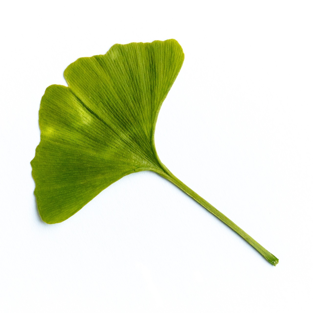 blatt, laubbaum, natur, grün, ginkgo, ginko, ginkgo, ginkgo, ginko, ginko, ginko, ginko, ginko