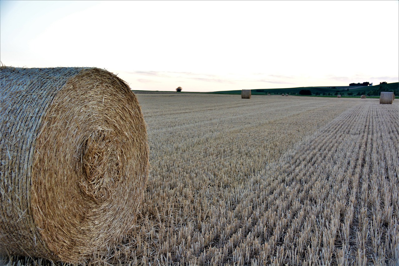 straw bales, round bales, harvest time, field, stubble