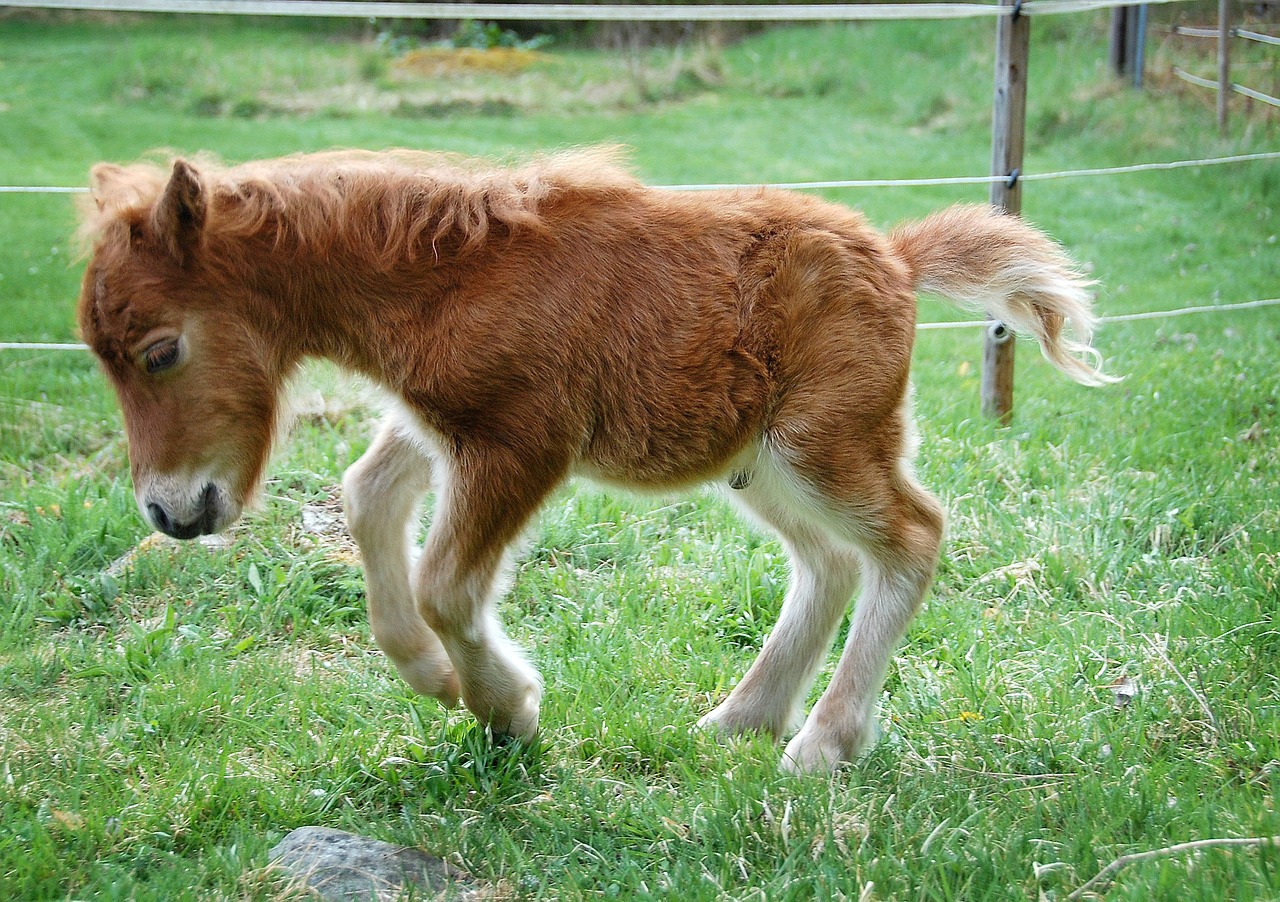 pony, foal, horse, animal, shetland pony, nature, shetlandsföl, cute, small, chestnut