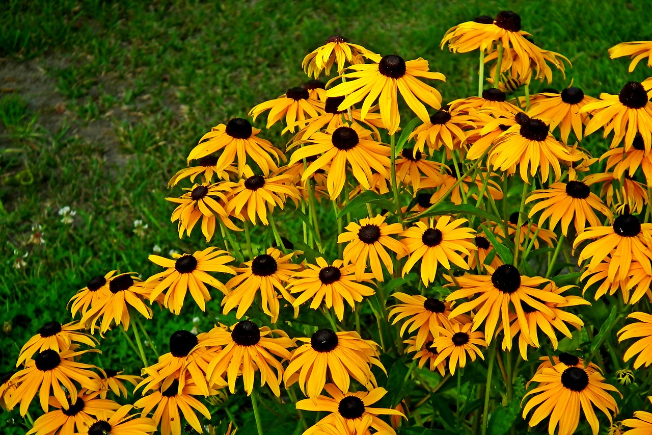 kukat, rudbekia, kukka tapetti, terälehtiä, niitty, ruoho, kultainen, puutarha, luonne, kauniita kukkia, kukikas tausta, kukoistava, kasvi