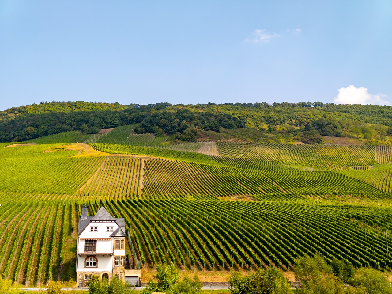 weinreben, landschaft, weinberge, haus, geräumige, hügel, grün, felder