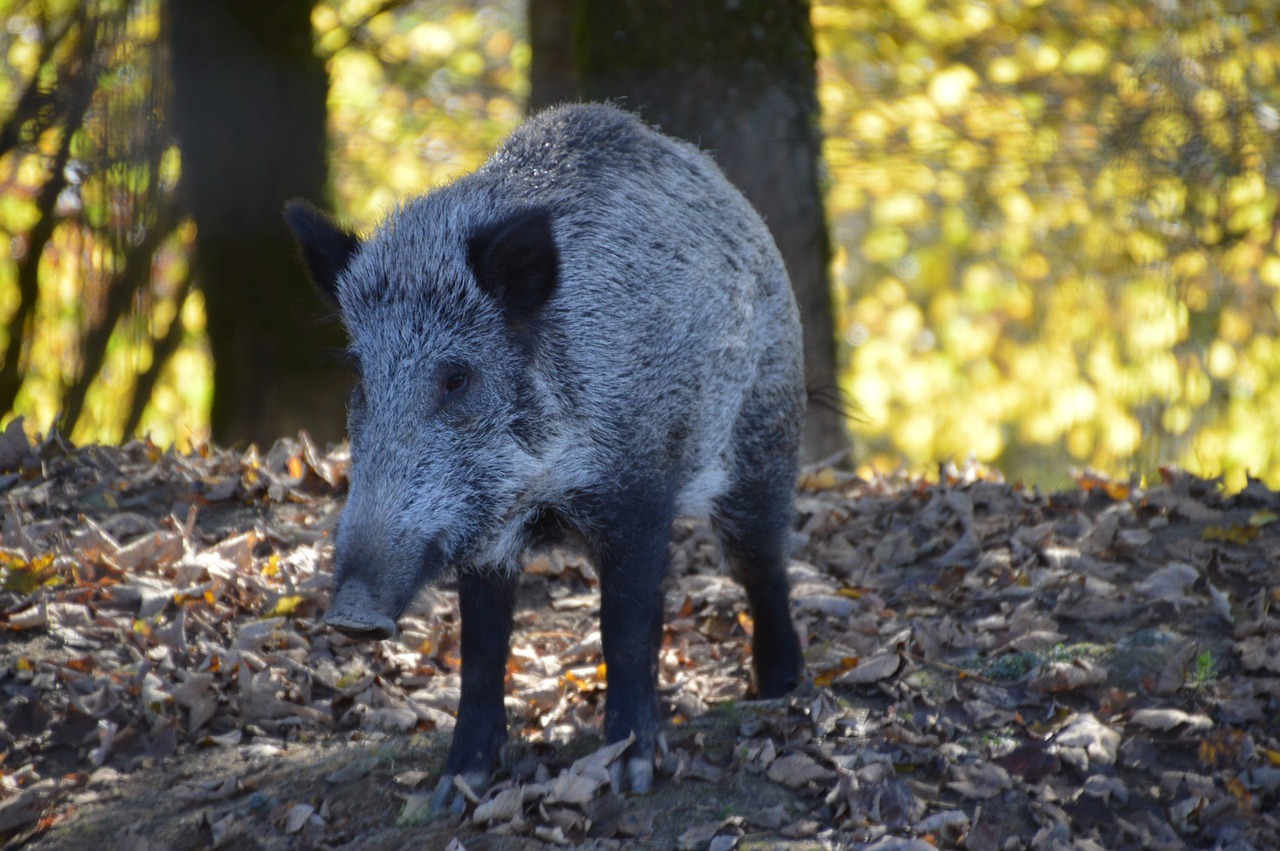 sanglier, eber, wild, blätter, boden, natur, forêt, wald