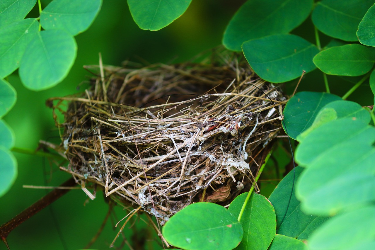 nest, vogelnest, leer, unbewohnt, blätter, laub, vogel, rasse, jung, nest-bau, bauen, natur, nest, nest, nest, vogelnest, vogelnest, vogelnest, vogelnest, vogelnest