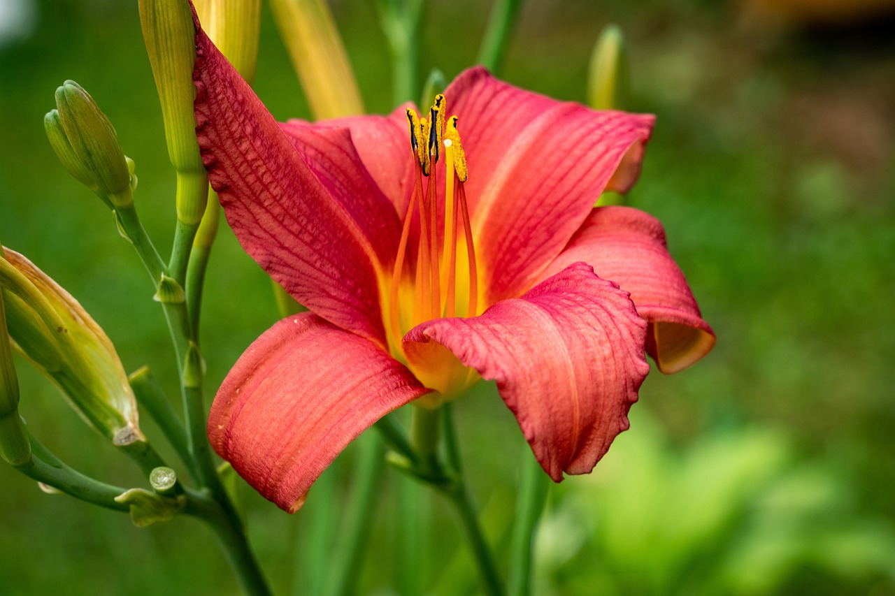 daylily, flower background, flower, plant, red daylily, flower wallpaper, red flower, petals, flora, bloom, blossom, beautiful flowers, ornamental plant, flower garden, nature, closeup, hemerocallis