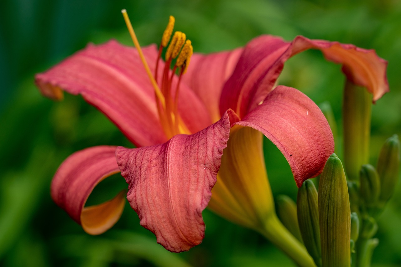 daylily, flower, plant, red daylily, flower background, red flower, petals, flower wallpaper, flora, bloom, beautiful flowers, blossom, ornamental plant, flower garden, nature, closeup, hemerocallis