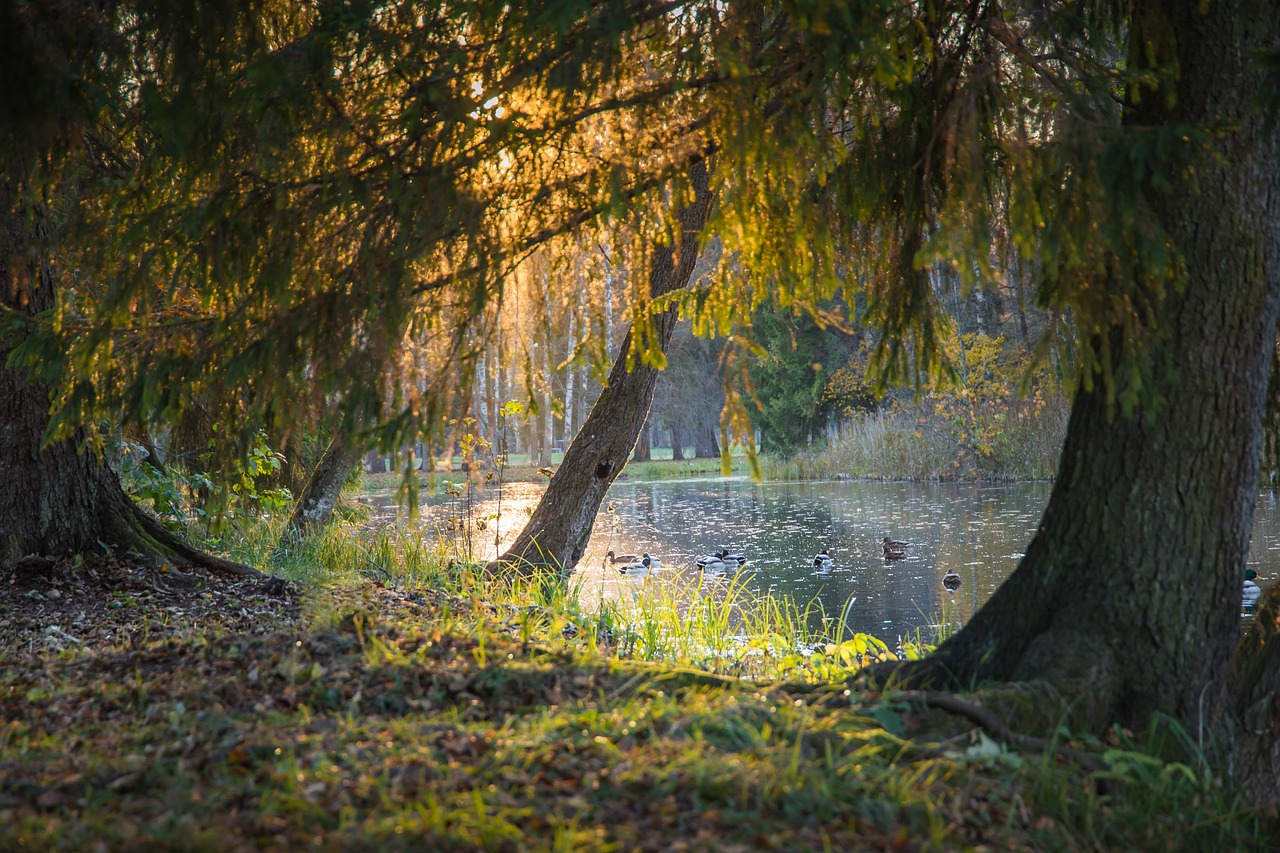 träd, lövverk, skog, gräs, grönska, sjö, natur