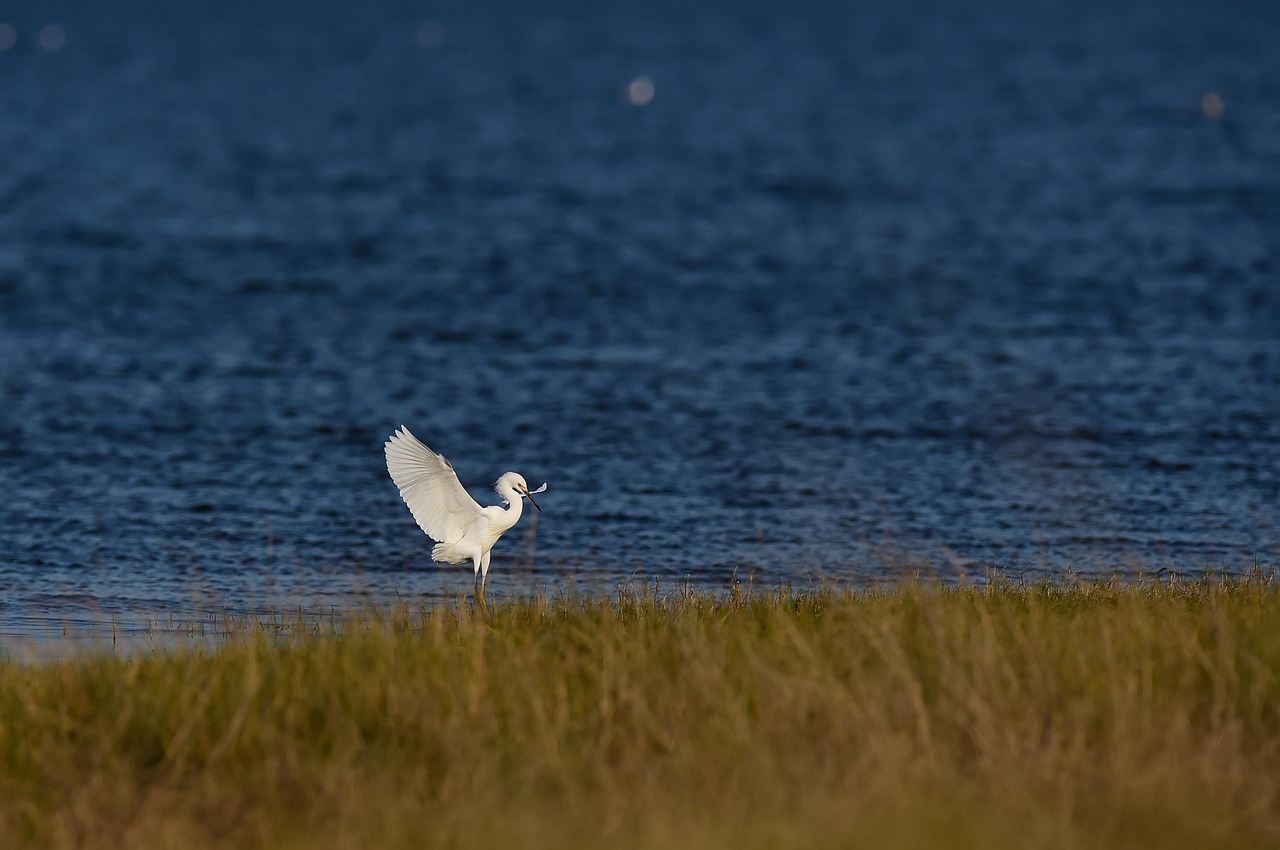 oiseau, héron, lac, nature, safari, sauvage, espèce, créature, en plein air, la biologie, animal, exotique, faune, ornithologue