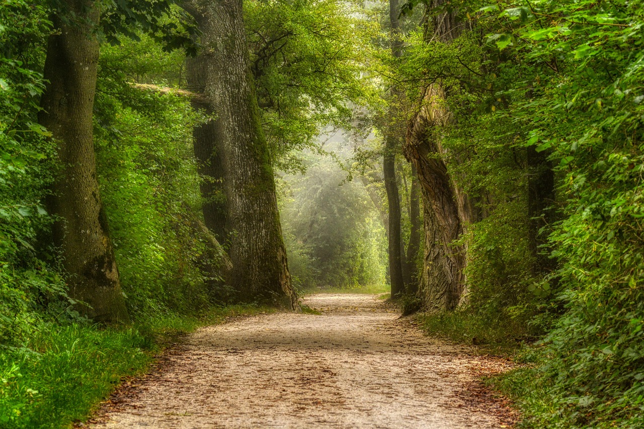 väg, skog, natur, träd, grönska, lövverk, skog väg, vildmark, landskap, landsbygden