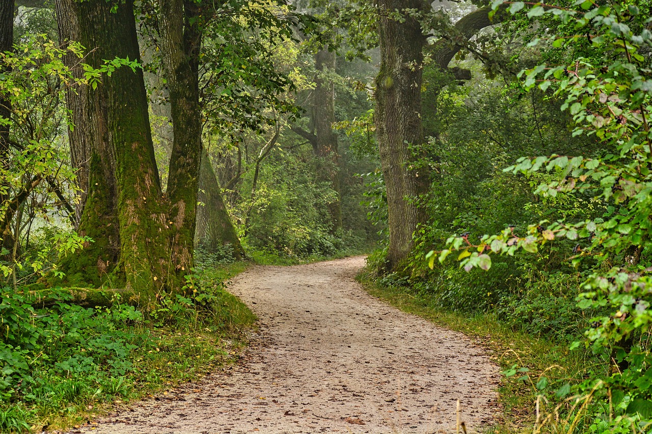 väg, skog, natur, träd, grönska, lövverk, skog väg, vildmark, landskap, landsbygden