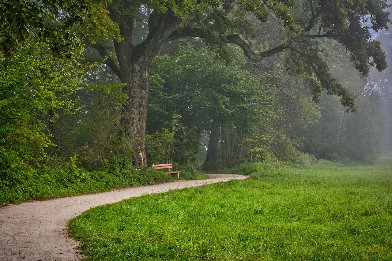 skog, väg, dimma, skog väg, träd, grönska, lövverk, landsbygden, natur