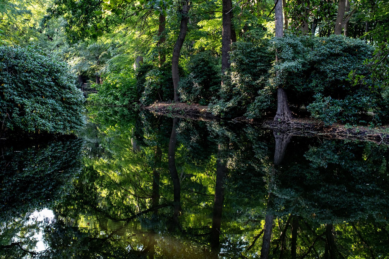 skog, sjö, natur, vatten, vattenreflektion, träd, lövverk, grönska, landskap