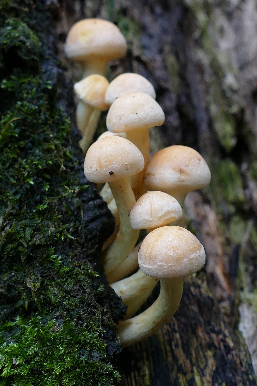 mushroom, agaric, fungus, flora, autumn, damp, nature