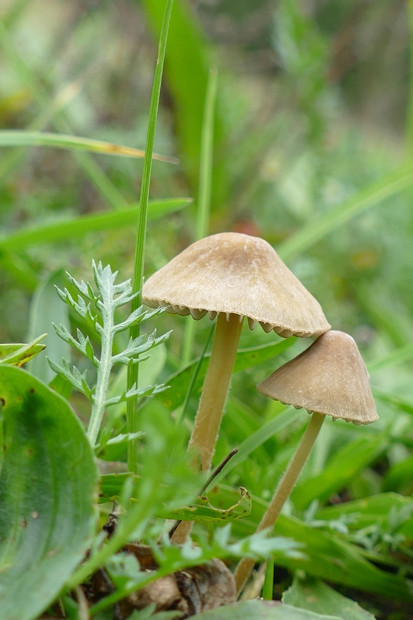 mushroom, agaric, fungus, flora, autumn, damp, nature
