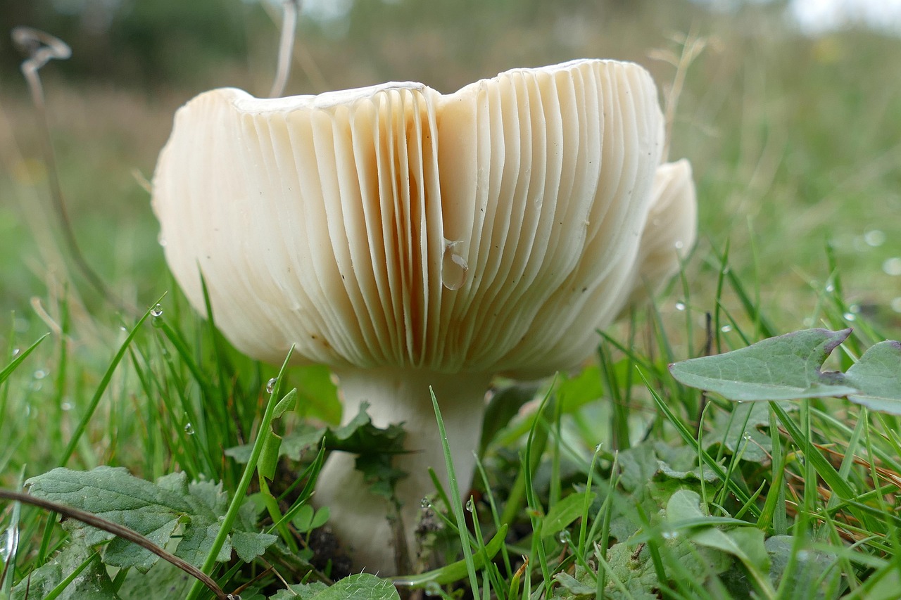 mushroom, agaric, fungus, flora, autumn, damp, nature