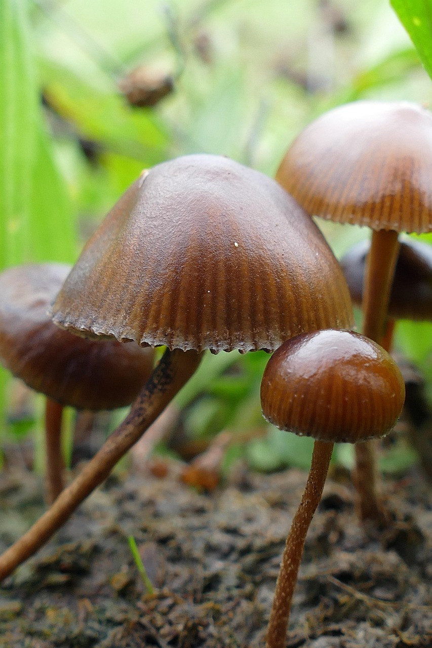 mushroom, agaric, fungus, flora, autumn, damp, nature