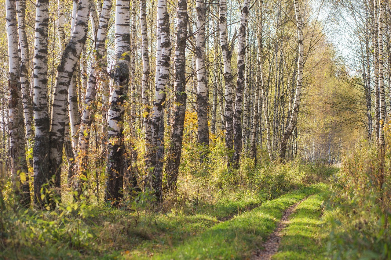 skog, spår, träd, växter, gräs, björk, lövverk, grönska, väg, sätt, landskap, natur, ryssland
