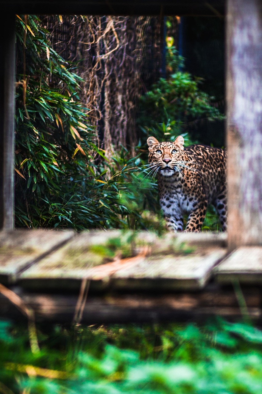 pantera, leopardo, giaguaro, puma, animale, felino, predatore, ghepardo, cat, animali selvatici, natura, carnivoro, giungla, safari, fauna, animale domestico, esotico, pericoloso, grande, africa, amazon, wildcat