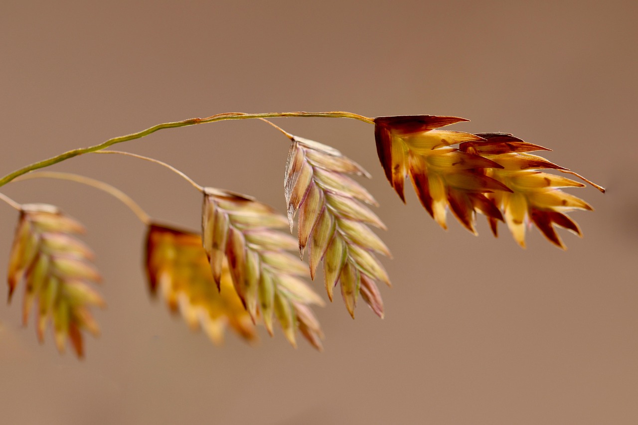 nordseehafer, hafer, pflanze, chasmanthium latifolium, seehafer, gras, flora, wiese, natur, nahaufnahme, hafer, hafer, hafer, hafer, hafer
